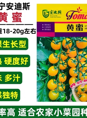 安迪斯黄蜜小番茄种子无限生长型早熟口感好黄色樱桃水果番茄种籽