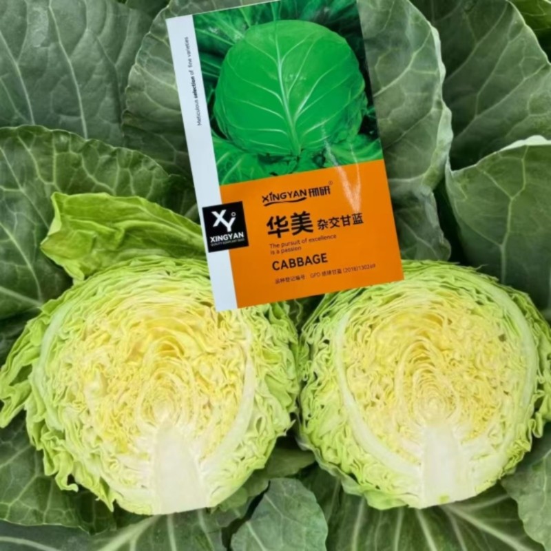 华美杂交甘蓝种子早熟结球紧实形卷心菜种籽抗病强春秋播京丰一号