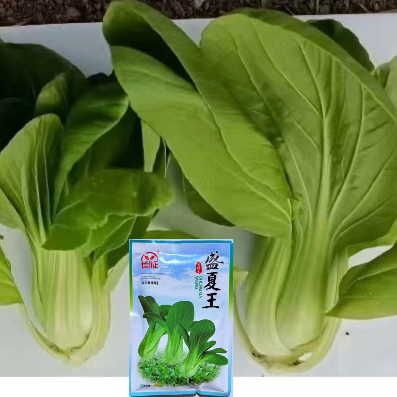 长征盛夏王杂交青梗菜种子小青菜种子叶柄油绿直立束腰春夏秋种植
