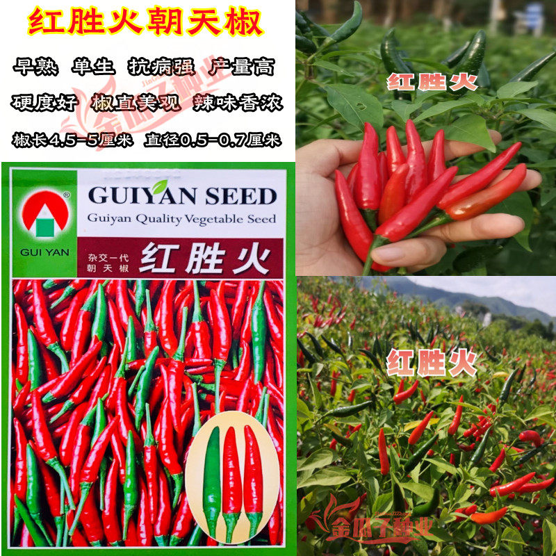 红胜火朝天椒种子大果型单生朝天椒种子皮硬肉厚多高辣度抗病高产