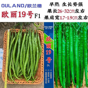 辣椒种子欧丽19早熟易坐果膨果快结果多脆嫩味浓优质杂交辣椒种籽