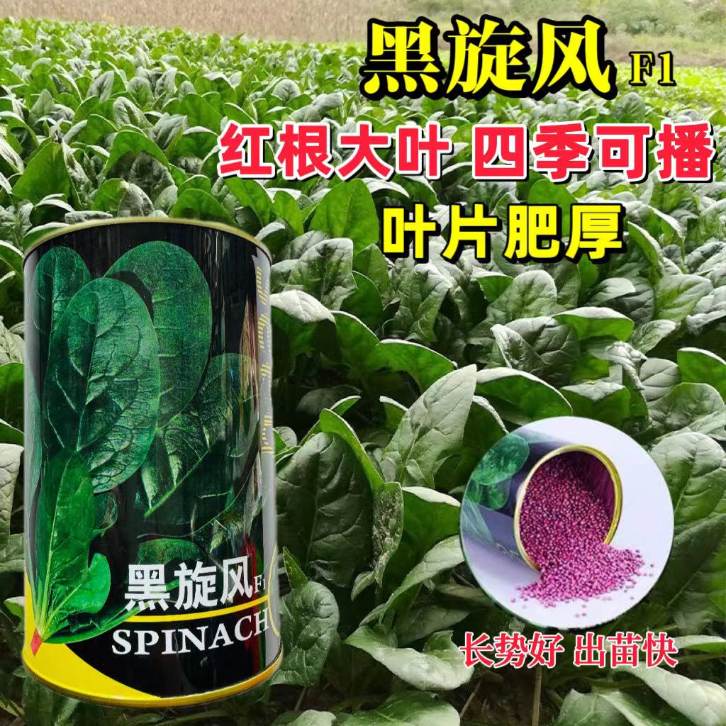 黑旋风菠菜肉厚黑亮耐热高产
