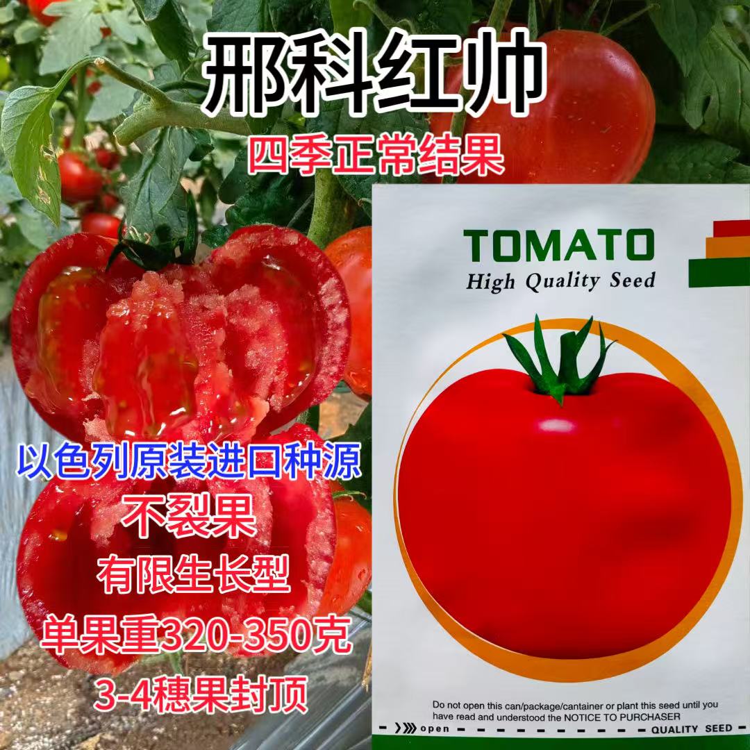 邢科红帅F1大红番茄种子无限生长硬度高抗裂产抗病口感好基地用孑