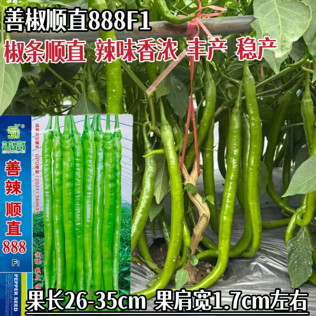 善高善辣顺直888软皮线椒辣椒种子,青果浅绿软皮顺直光亮辣味香浓
