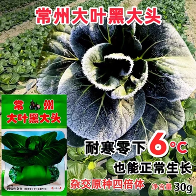 常州大叶黑大头青菜种子大头束腰矮脚青菜种籽特耐寒黑大头蔬菜孑