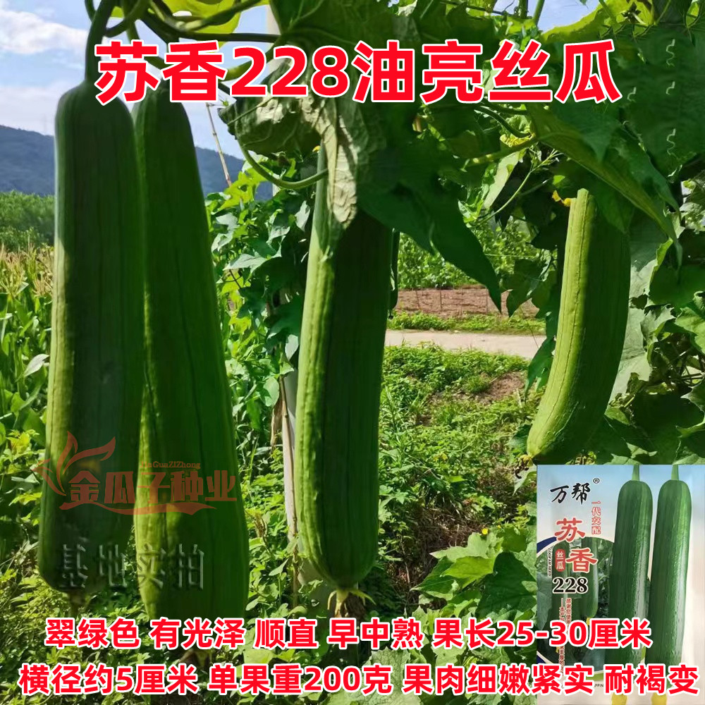 苏香228油丝瓜种子 中早熟杂交短棒型肉厚皮绿油亮丝瓜种籽春秋播