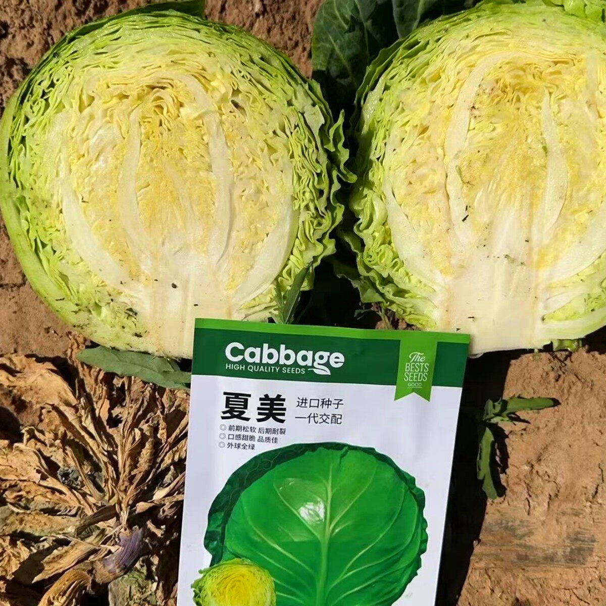 夏美甘蓝种籽卷心菜种子包头菜种孑抗病耐热春秋季播进口蔬菜种子