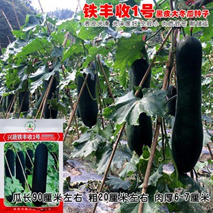 兴蔬铁丰收1号冬瓜种子墨绿色长圆柱形杂交冬瓜种籽空腔小耐贮运