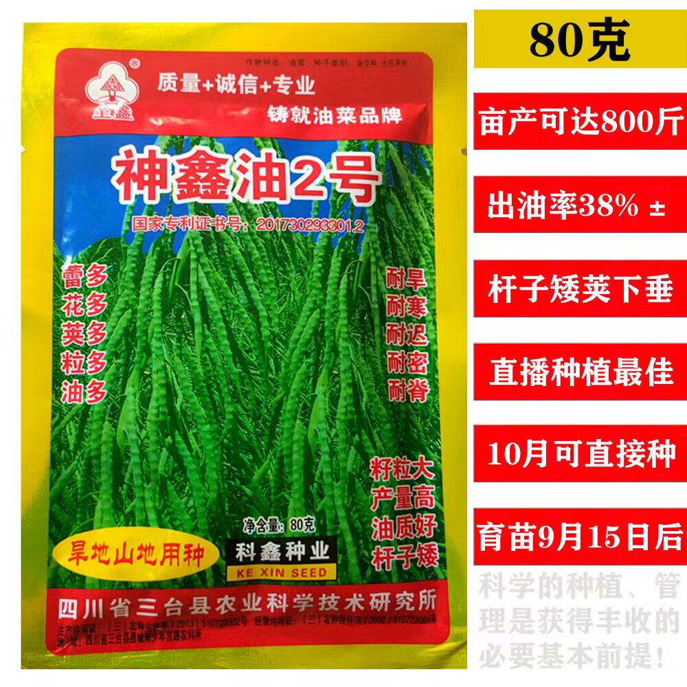 四川神鑫油2号油菜籽高产高油矮杆油菜种子中熟油菜籽秋季播种