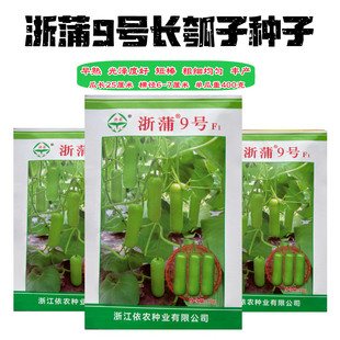 浙蒲9号蒲瓜种子短瓠瓜短棒蒲瓜瓠子种籽子产量高蔬菜基地抗病孑