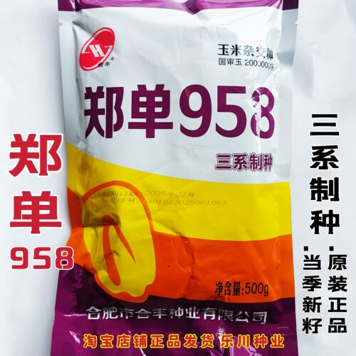 高产量早熟郑单958玉米杂交 高产特大种籽孑饲料种子良种大全