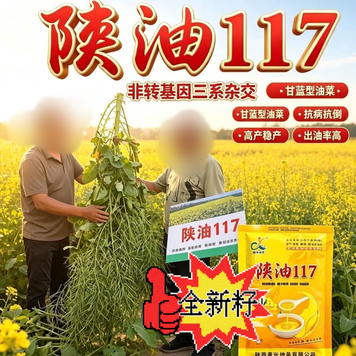 陕油117油菜种子三系杂交耐寒抗病抗倒高油高产非转基因油菜种籽