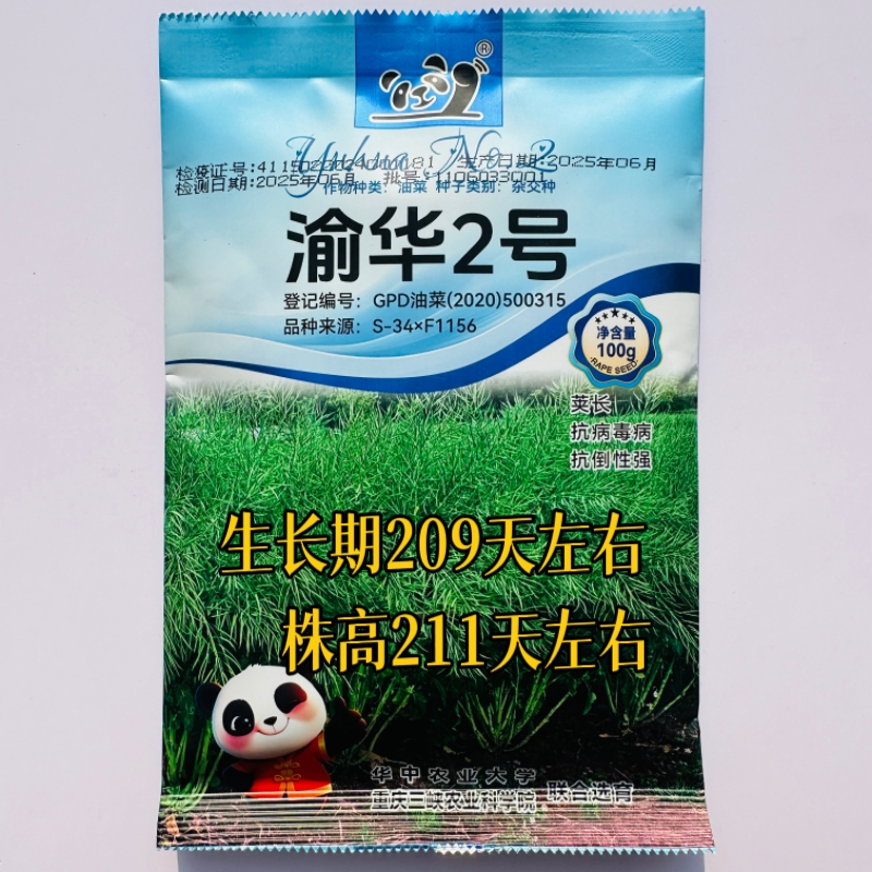 2号油菜种子秋播耐寒抗病抗倒伏丰产油菜种籽观赏油菜花菜籽