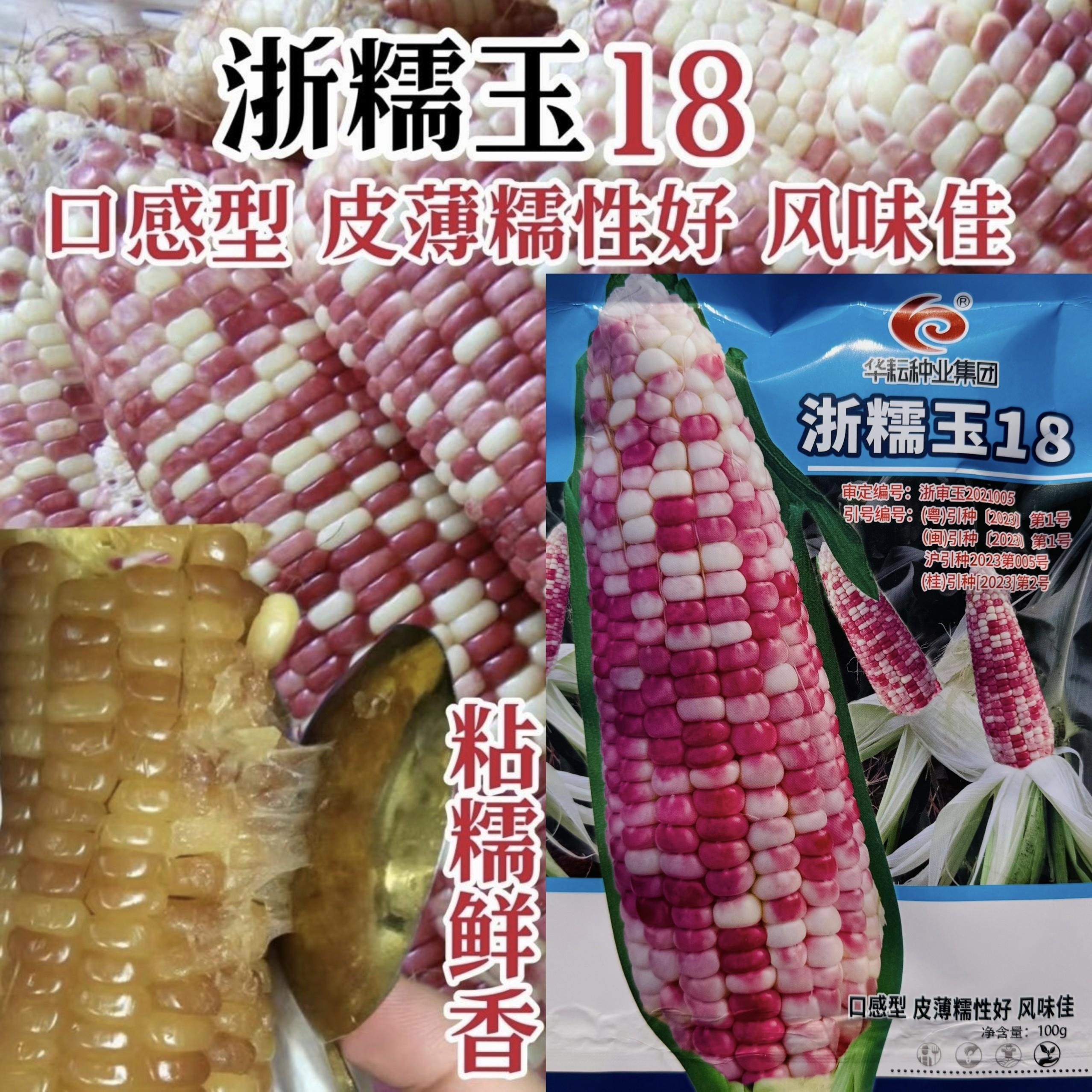 浙糯玉18号玉米种子皮薄糯性好口感型花糯玉米种子香糯玉米种籽