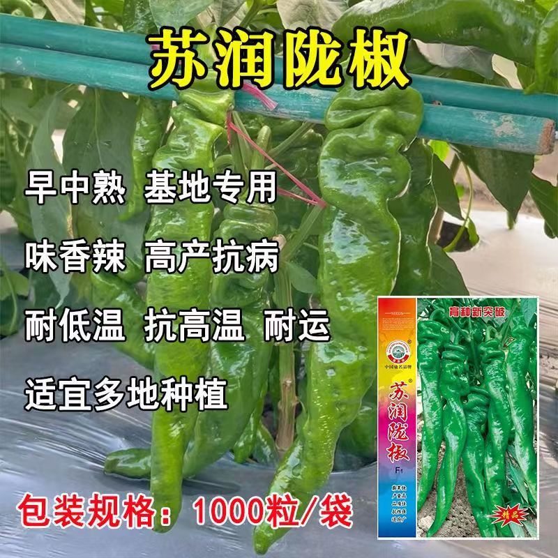 苏润陇椒螺丝椒高产抗病早熟香辣