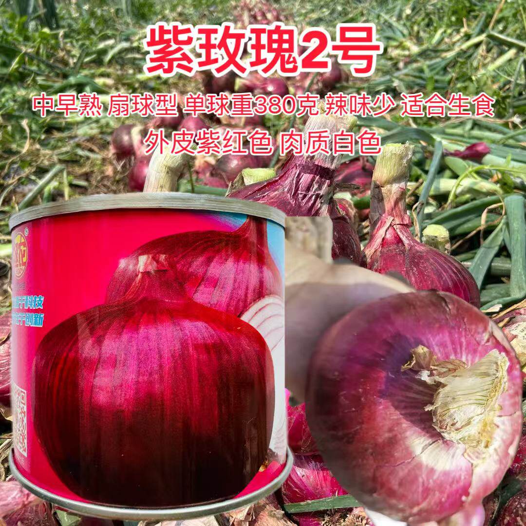 拯农紫玫瑰2号洋葱种子扁球紫水果圆葱耐寒抗病高产中早熟中日照