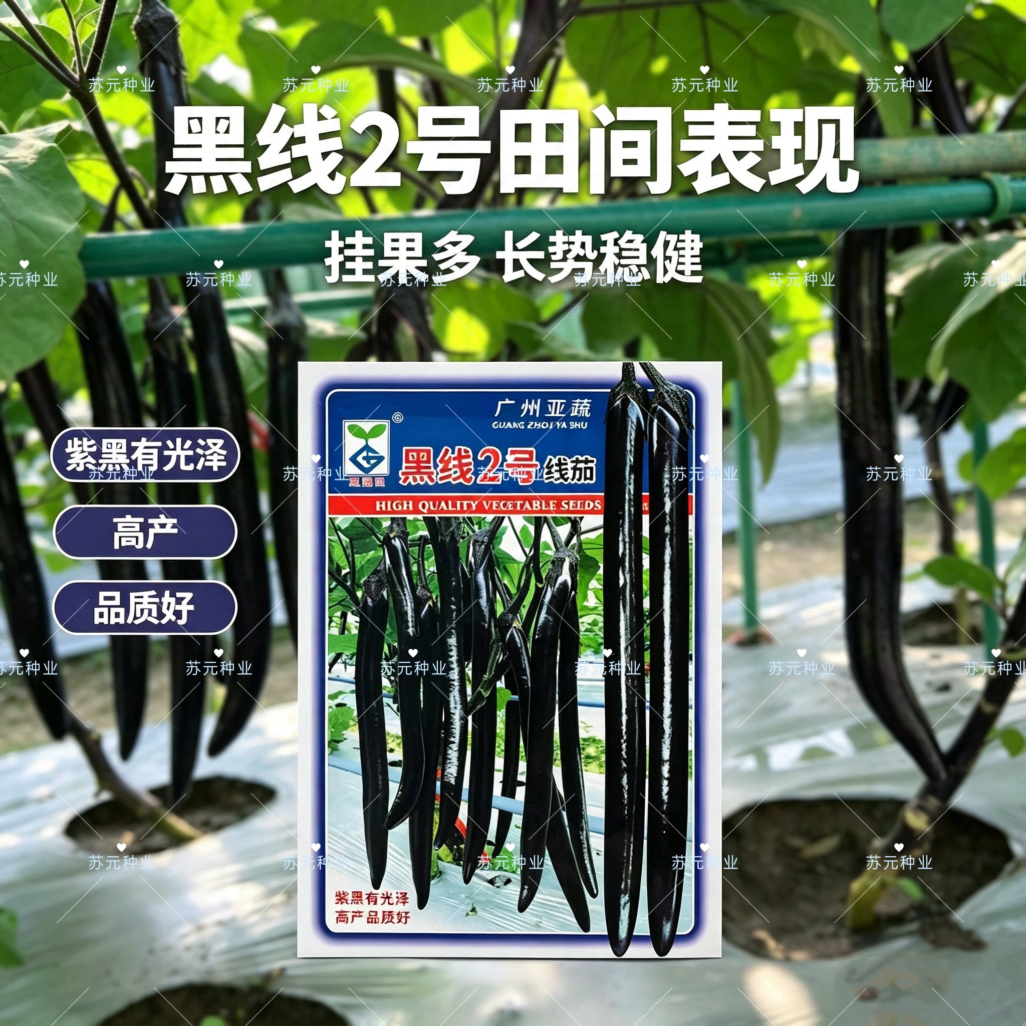 黑线2号线茄种子早熟薄皮紫黑亮色肉白软糯茄子籽不早衰采收期长