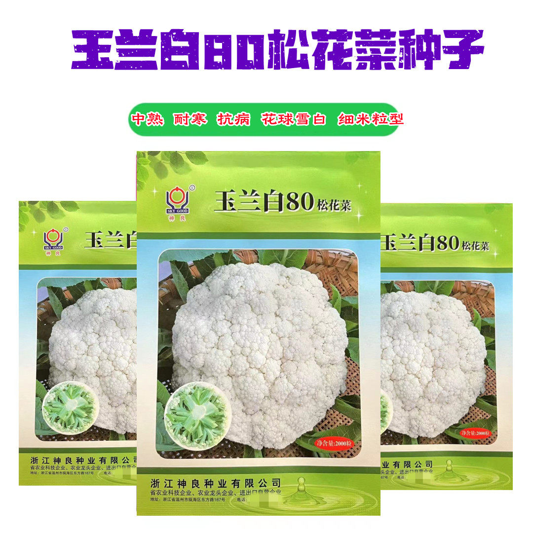 玉兰白80天青梗松花菜耐寒抗病