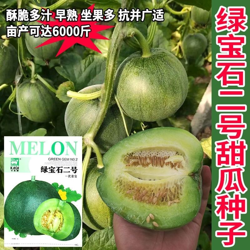 绿宝石二号甜瓜高糖薄皮基地香瓜