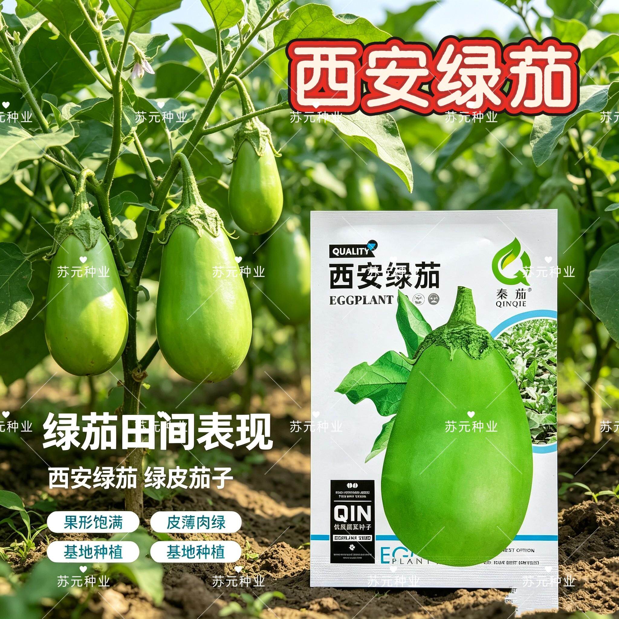 西安绿茄茄子种子 中熟果皮绿色卵圆型 抗病高产大果春秋越冬栽培