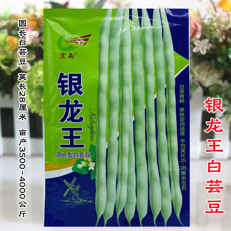 四季豆籽宏雨银龙王圆长型白芸豆种子架豆荚浅绿嫩白抗病春秋高产