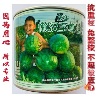 懒汉至尊宝西瓜种子抗重茬免整枝打叉耐低温不起棱红壤西瓜种籽孑
