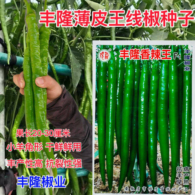 丰隆香辣王线椒种子早熟辣椒种籽丰产线椒干鲜两用抗病强座果集中