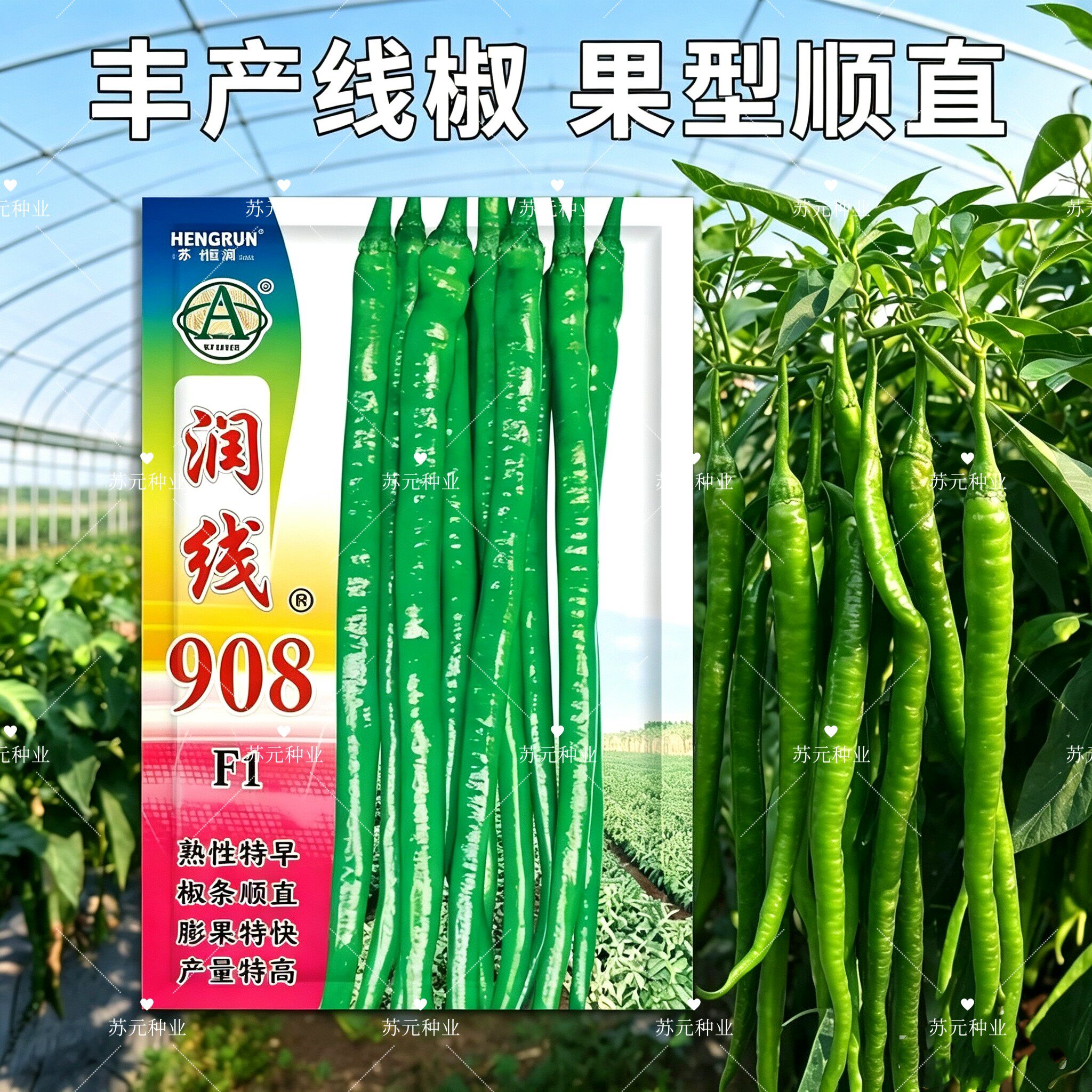 润线908线椒种子杂交种子早熟熟果鲜红椒条顺直味香辣辣椒