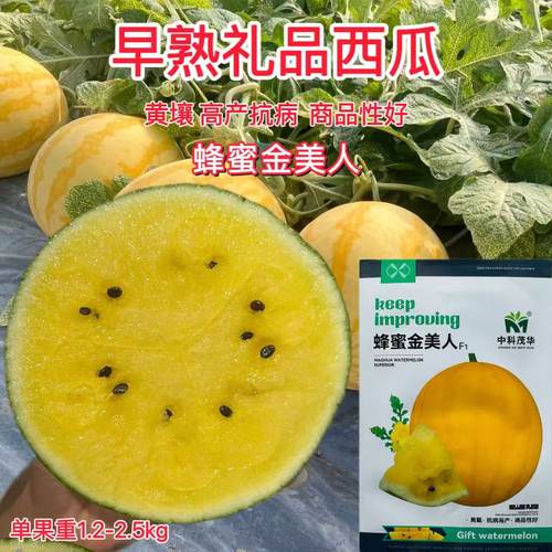 蜂蜜金美人杂交早熟礼品黄瓤西瓜种子果皮薄果肉晶黄汁多爽口高产