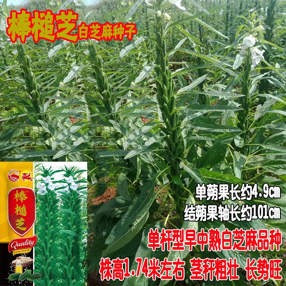 棒槌芝白芝麻种子抗病高产高油抗倒伏白芝麻种籽春夏播芝麻种子孑