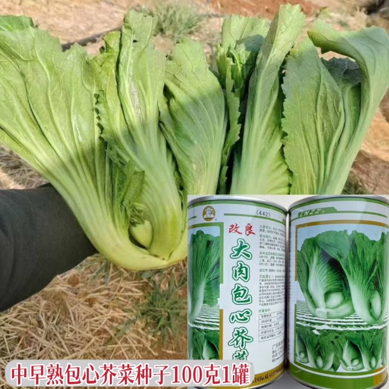 大肉包心芥菜种子农家秋播包心芥菜种籽抗病耐热耐湿青菜蔬菜种孑
