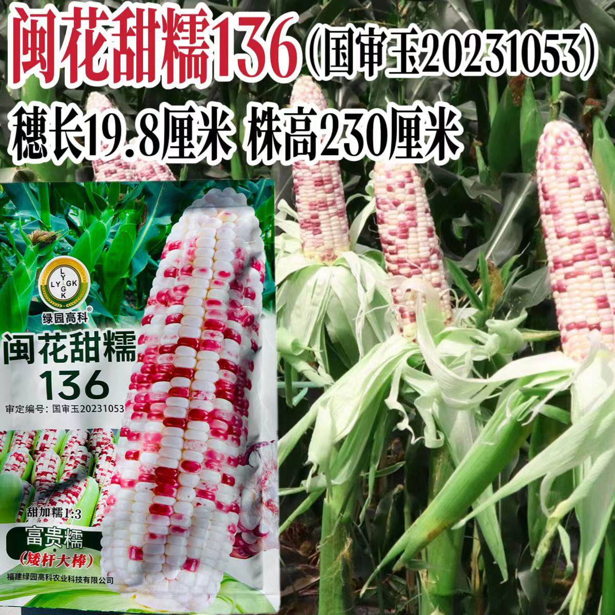 闽花甜糯136 玉米种子彩甜糯1比3一代杂交矮杆大棒富贵糯玉米种子