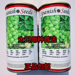 华丰孢子甘蓝种子孢子甘蓝小包菜卷心菜包心菜籽四季播种蔬菜种子