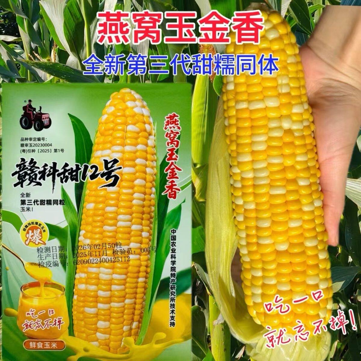 燕窝玉金香玉米种子甜糯同比超甜水果爆浆黄甜糯玉米籽种春夏秋播