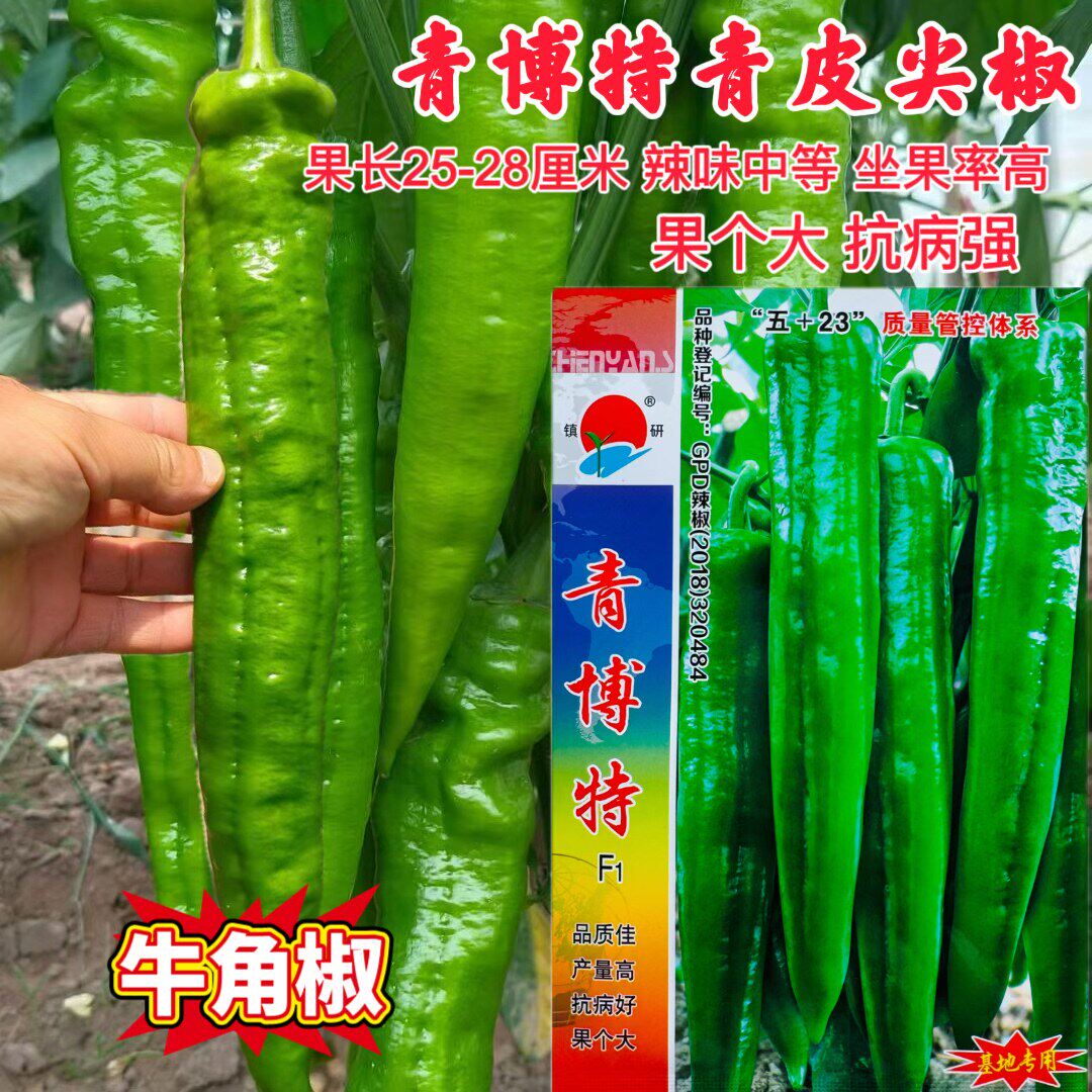 镇研青博特F1青椒种子长青皮尖椒中早熟羊角杂交菜椒辣椒籽中辣孑