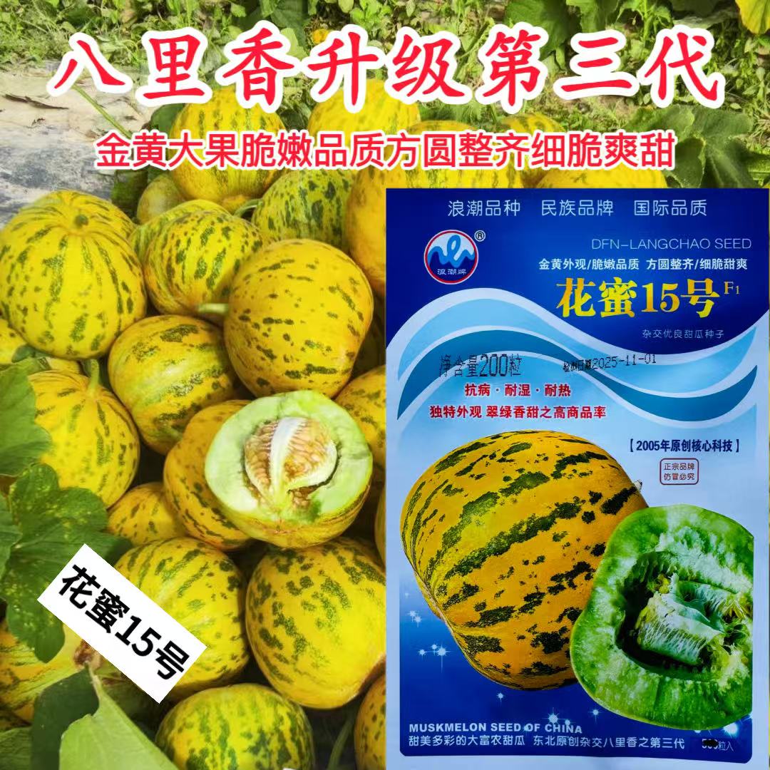 花蜜15号花皮绿瓤甜脆香瓜种子中早熟高糖高档甜瓜种子八里香甜瓜