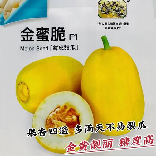 金蜜脆金黄皮甜瓜薄皮酥脆香早熟