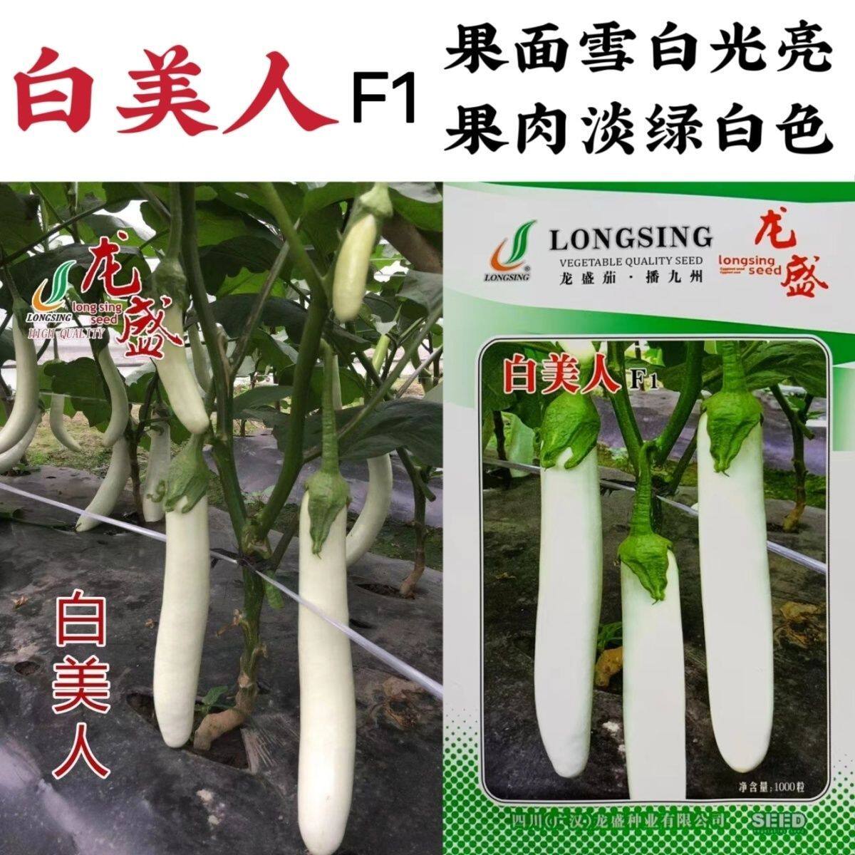 龙盛白美人茄子种子四川春秋两用白色茄子种子果肉淡绿白色优质种
