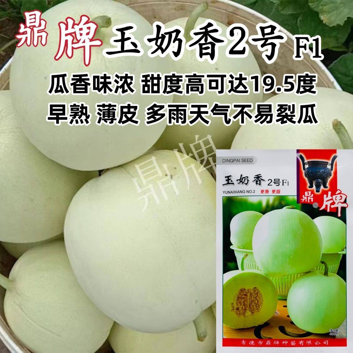 鼎牌玉奶香2号甜瓜种子薄皮大果早熟香味浓郁甜度高甜瓜种籽耐裂