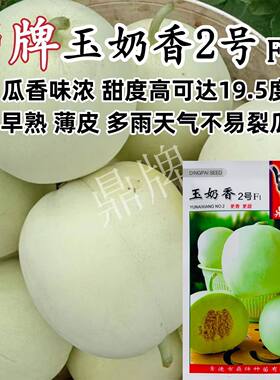 鼎牌玉奶香2号甜瓜种子薄皮大果早熟香味浓郁甜度高甜瓜种籽耐裂