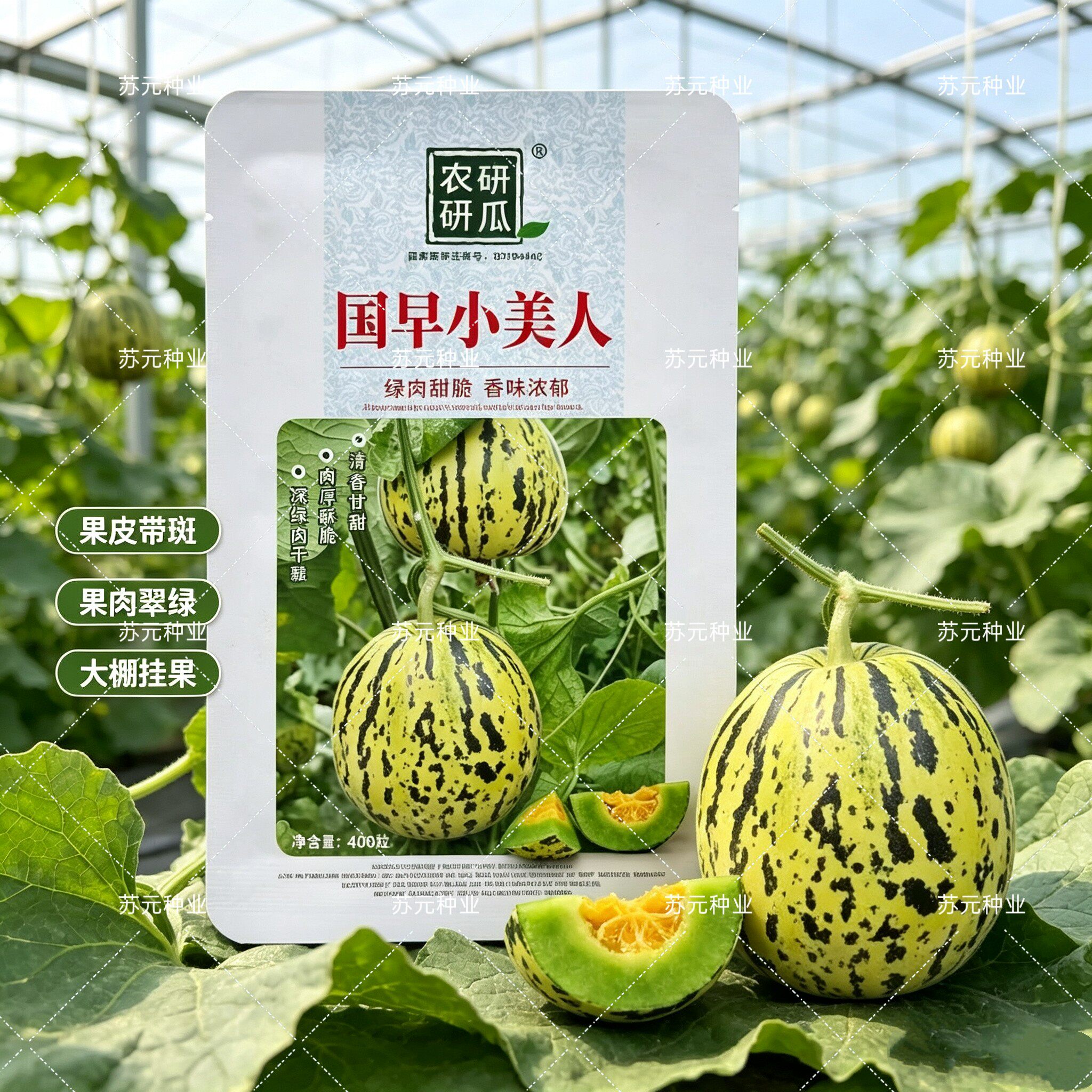 国早小美人甜瓜种子千里香早熟花皮甜瓜含糖量高豹纹抗病甜瓜种籽