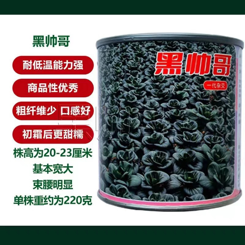 黑帅哥黑叶苏州青种子矮箕矮脚青梗菜籽口感甜糯无纤维耐寒