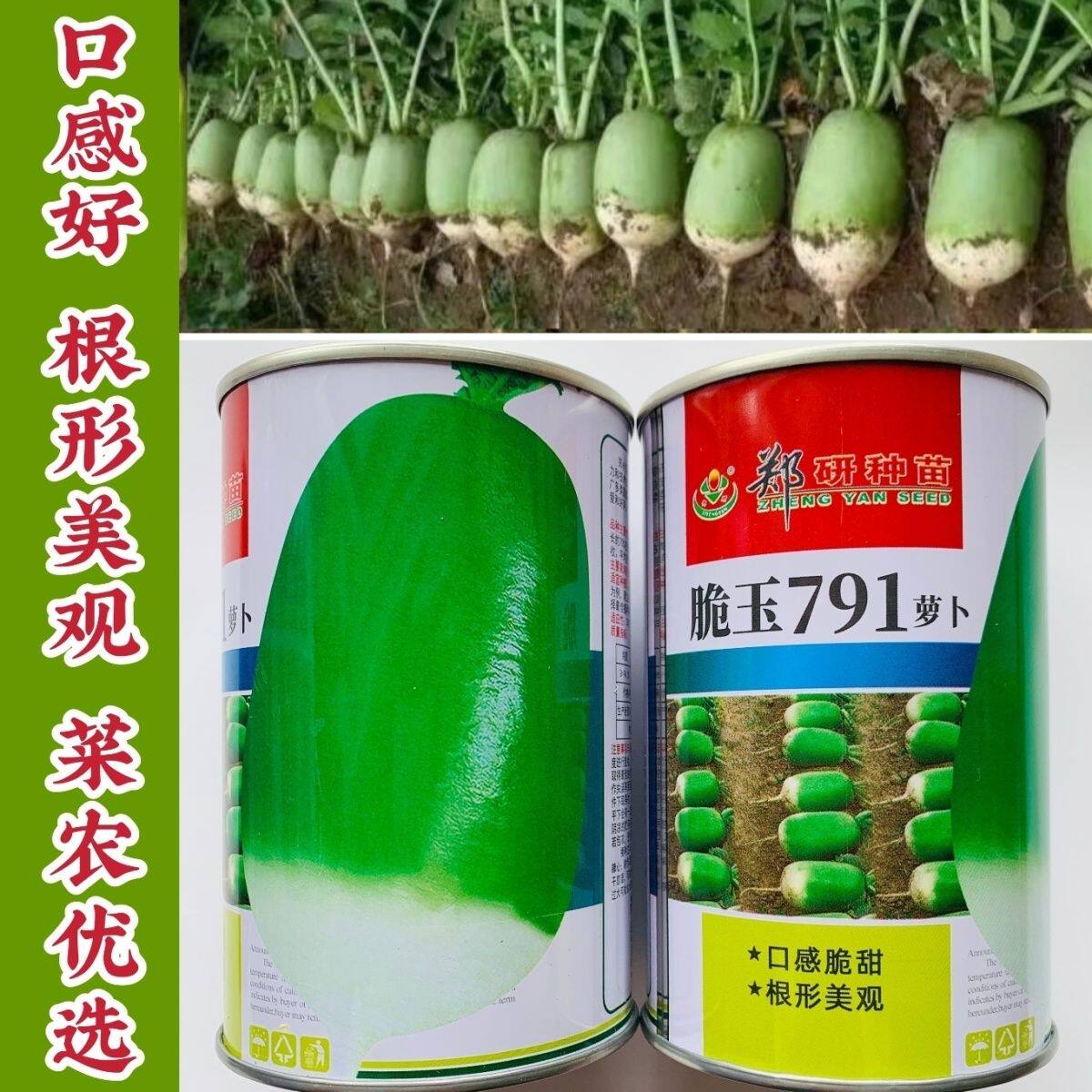 郑研791萝卜种子正宗优质脆玉791罐萝卜种子口感脆甜菜农优选种籽