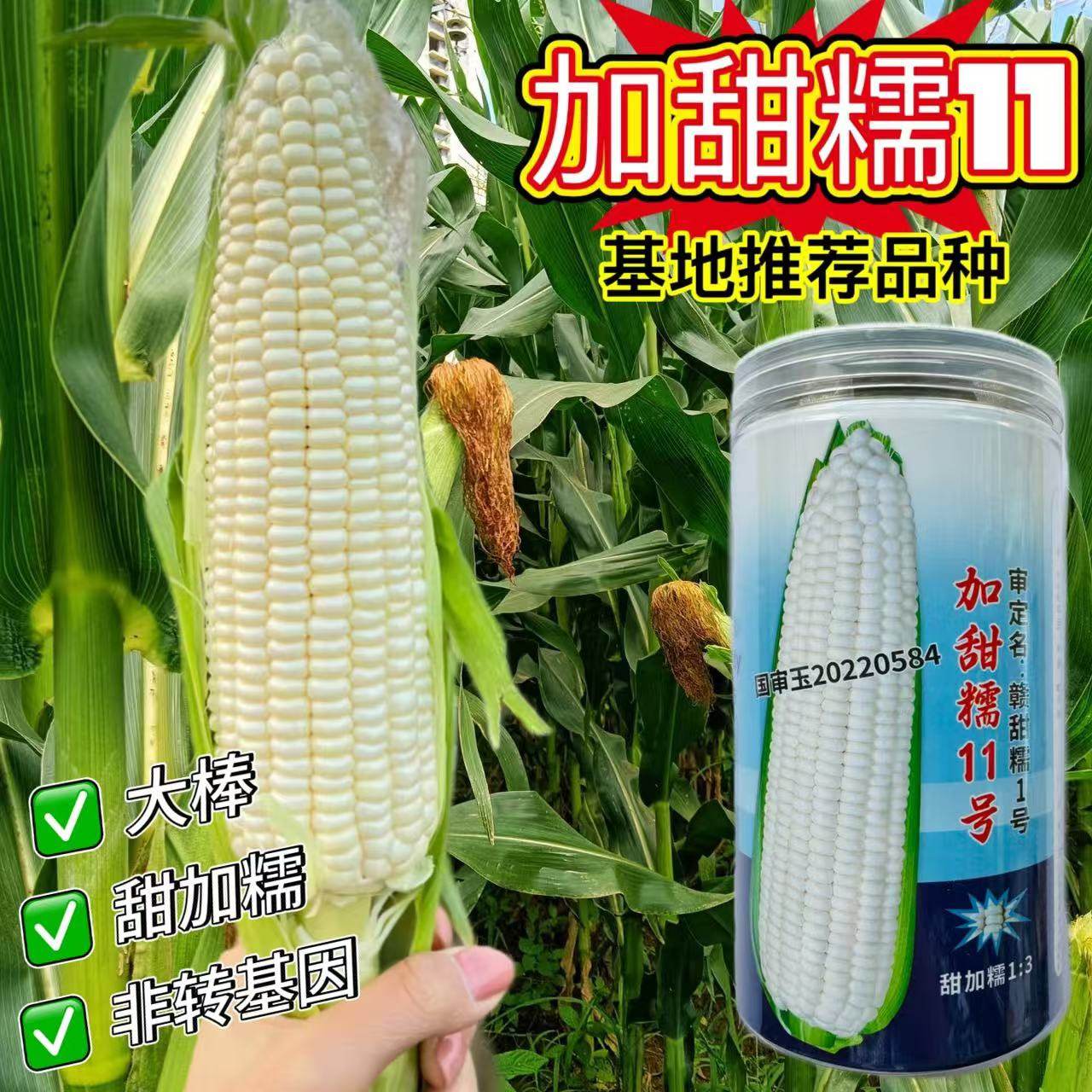 加甜糯11号糯玉米种子早熟特大棒甜加糯软糯香甜包谷玉米种子籽