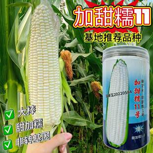加甜糯11号糯玉米种子早熟特大棒甜加糯软糯香甜包谷玉米种子籽