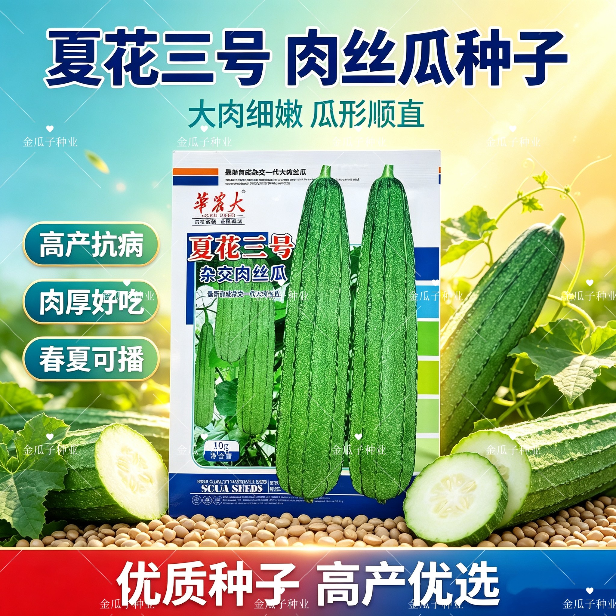夏花三号杂交肉丝瓜种子 大肉棱角丝瓜早熟高产耐热春秋播种正品