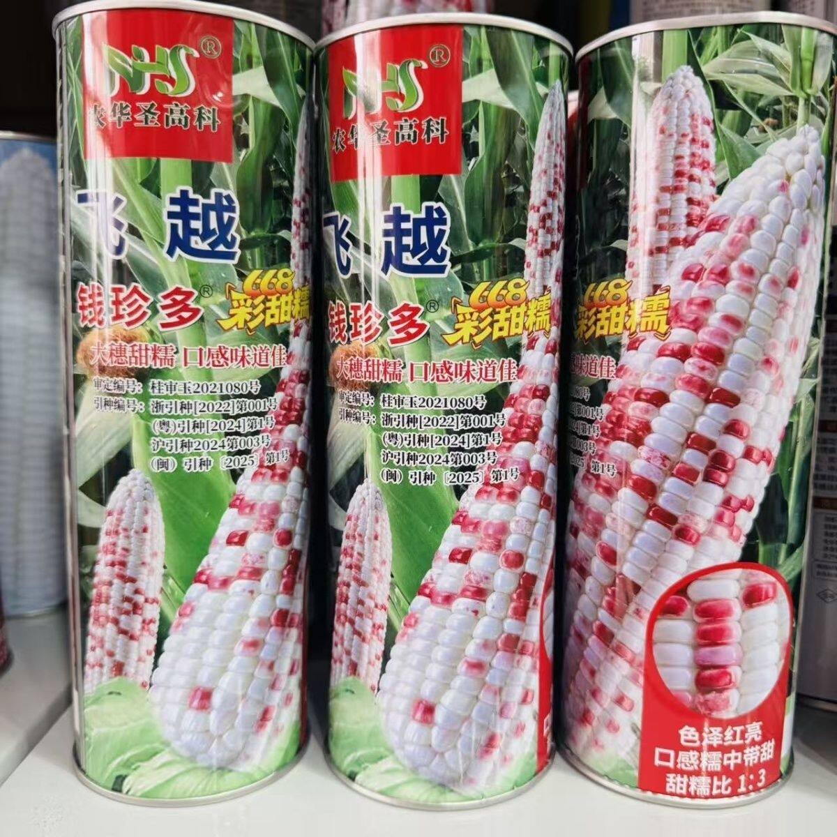 飞越彩甜糯钱珍多668 鲜食玉米种子高产大棒甜加糯苞谷籽香甜软糯