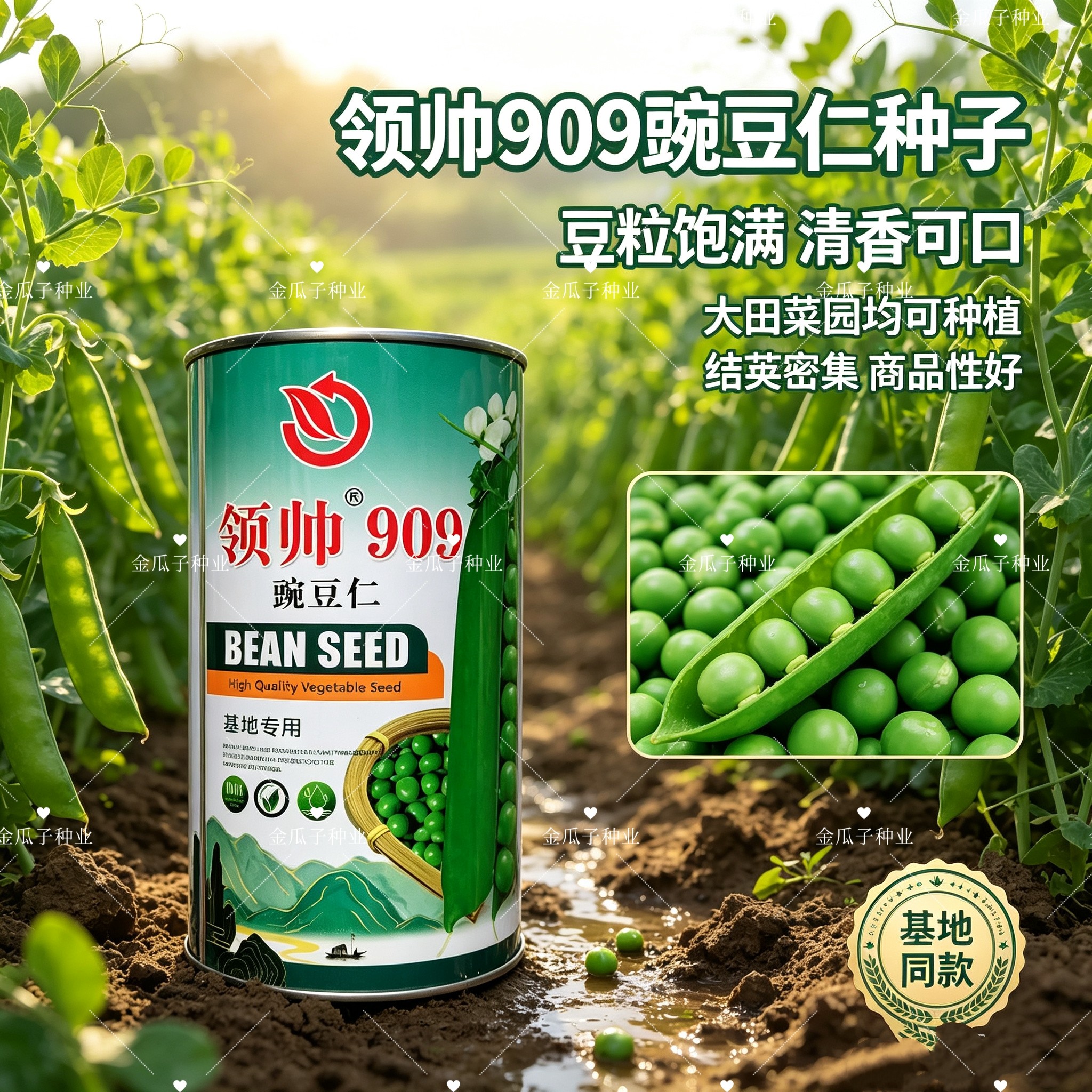 领帅909豌豆仁种子食豆白花绿荚抗白粉病半蔓生耐寒食豆豌豆种子