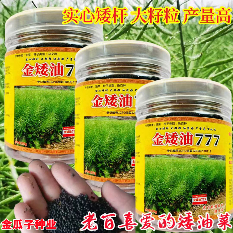 金矮油777油菜籽矮早熟高产抗病