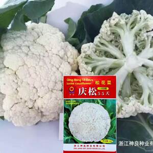庆松55天花椰菜种子青梗松花菜种子菜花种子蔬菜种子花菜种籽